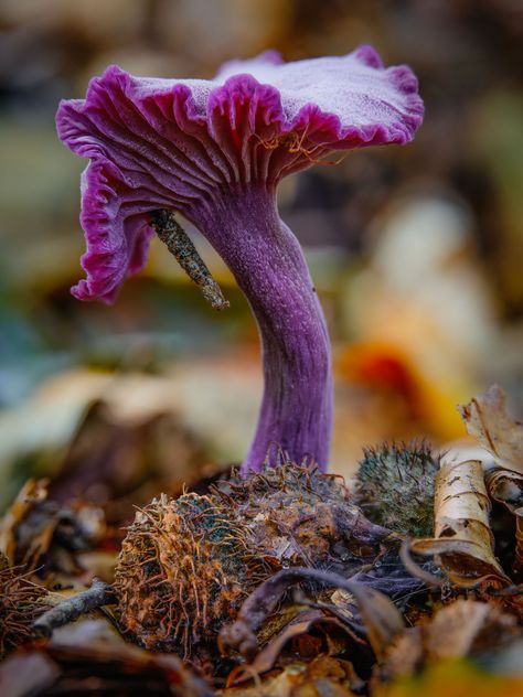 Amethyst deceiver (Laccaria amethystina). Amethyst Deceiver Mushroom, Polypore Mushrooms, Amethyst Deceiver, Amethyst Mushroom, Shroom Art, Photography Fujifilm, Mushroom Photography, Mushroom Core, Mushroom Plant