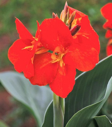 Canna 'South Pacific Scarlet' (Canna Lily) Clean Landscaping, Canna Lily, Container Garden Design, Hummingbird Garden, Mediterranean Garden, Traditional Garden, Flower Spike, Buy Plants, Plant Combinations