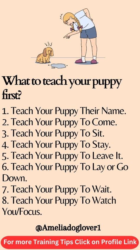 Dog Care Checklist, Puppy Schedule, Puppy Development, Puppy Training Schedule, Puppy Room, Shitzu Puppies, Cavalier Puppy, Puppy Mom, Dog Advice