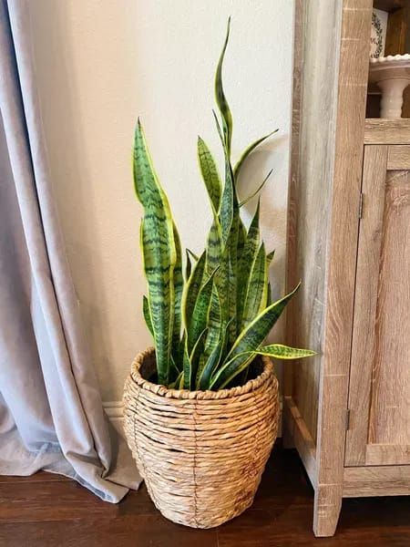 White planters indoor