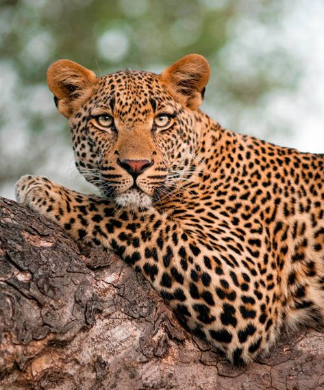 Leopard Stock Pictures, Royalty-free Photos & Images Puma Wallpaper, Leopard Photo, Leopard Hunting, Leopard Pictures, Cat Diary, Saltwater Crocodile, Cat Species, World Cat, Cat Pose