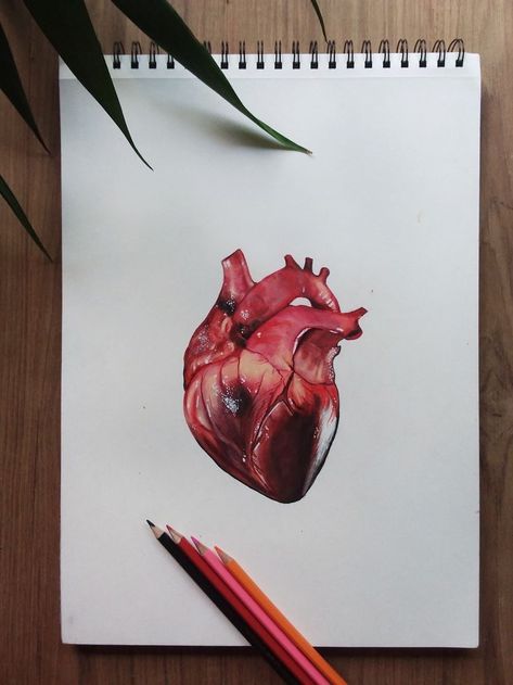 Painting Of A Heart Realistic, Human Heart Realistic, Hand Holding Heart Painting, Anatomical Heart Painting Acrylics, Human Heart Drawing Color, Human Heart Reference, Real Heart Painting, Realistic Heart Painting, Creative Heart Drawing