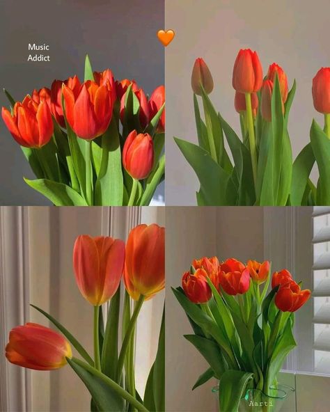 Pictures Of Tulips, Tulip Flower Pictures, Pretty Flowers Pictures, Luxury Flower Bouquets, Very Beautiful Flowers, Boquette Flowers, Flowers Bouquet Gift, Nothing But Flowers, Flower Therapy