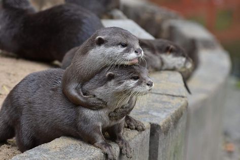 Otters