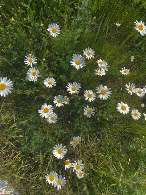 Small Flower Aesthetic, Nature Dress, Flowers Aesthetic, Character References, Digital Book, Summer 24, Random Pics, Little Flowers, Green Beauty