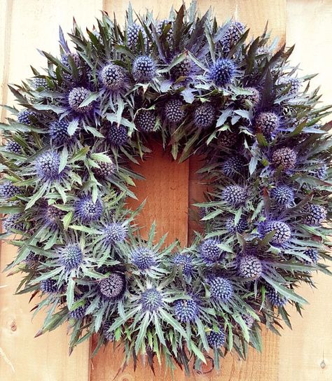 Thistle Wreath Door Wreath Seaholly Eryginium Country https://www.youtube.com/channel/UCxPj8hXF-JcIr49VdaECJKg/videos Thistle Wreath, Holly Decorations, Alderley Edge, Fresh Wreath, Sea Holly, Foliage Wreath, Holly Wreath, Dried Flower Wreaths, Country Wreaths