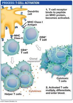 Biology Pictures, T Cells, Biology Classroom, Medical Laboratory Science, Nursing School Studying, Medical School Studying, Teaching Biology, T Cell, Medical Anatomy