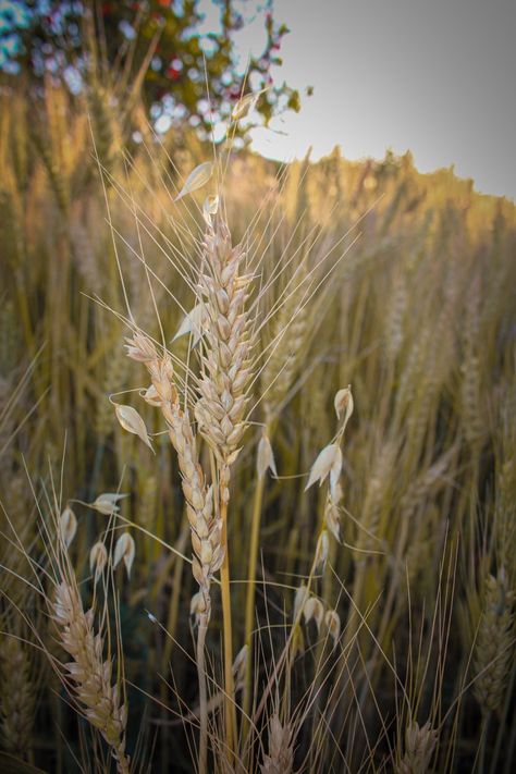 #wheatfield #field #food #agriculture #wheat #oat #wheatear #wheathead #photography #wheatfarm #field #qayoumkhan27 Oat Plant, Wild Oats, Wheat Field, Wheat Fields, In Summer, Workout Food, Health Food, Oats, Wheat