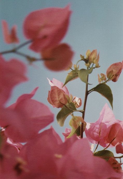 Bloom Aesthetic, Floral Photo, Spring Vibes, Bougainvillea, Little Flowers, Pixie Dust, 인물 사진, Flowers Nature, Pretty Flowers