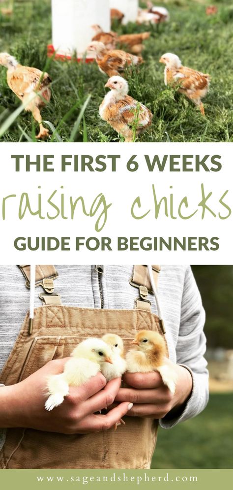 Pictures Of Chickens, Urban Chicken Farming, Chicken Raising, Baby Chicks Raising, Raising Chicks, Urban Chickens, Backyard Chicken Farming, Raising Backyard Chickens, Chicken Garden