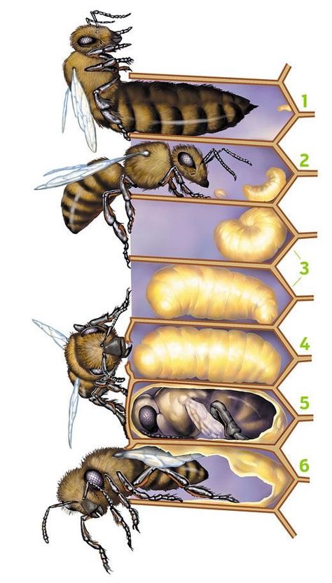 بيوت ملكية, Vetenskapliga Experiment, Bee Boxes, Bees And Wasps, Developmental Stages, Bee Friendly, Bee Crafts, Bee Art, Scientific Illustration