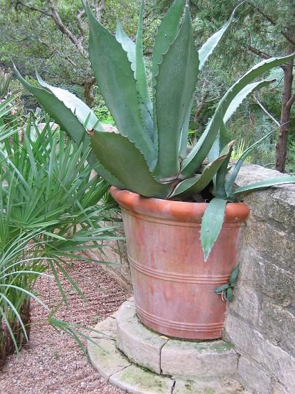 How cool is this? A large terracotta pot is built into the wall, or at least cut in half and mortared to look so. Broken Pot Garden, Cactus Garden Landscaping, Entry Garden, Large Terracotta Pots, Gravel Path, Outside Patio, Moon Garden, Terracotta Pot, Garden Deco