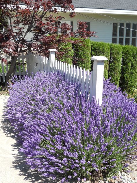 Lavender and picket fence combination, so good! Picket Fence Planting, Lavender Hedge Landscaping, Lavender Along Fence, Picket Fence Front Garden, Lavender Front Yard, Lavender Hedge Front Yards, Picket Fence Ideas Front Yard, Picket Fence Landscaping, Lavender Fence