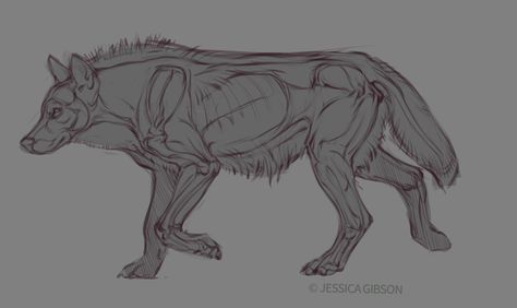 Wolf Anatomy, Bony Landmarks, Art Anatomy, Cartoon Drawings Of People, Dog Anatomy, Cartoon Drawings Of Animals, Easy Cartoon Drawings, Anatomy Sketches, Wolf Drawing