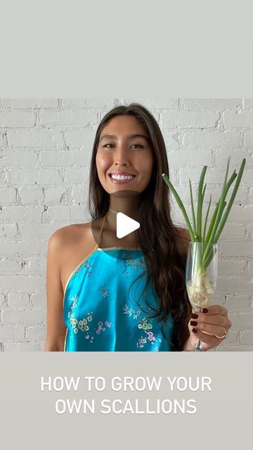 Maxine Sharf on Instagram: "How to grow your own scallions✨" Maxine Sharf, Grow Your Own, How To Grow, To Grow, On Instagram, Instagram