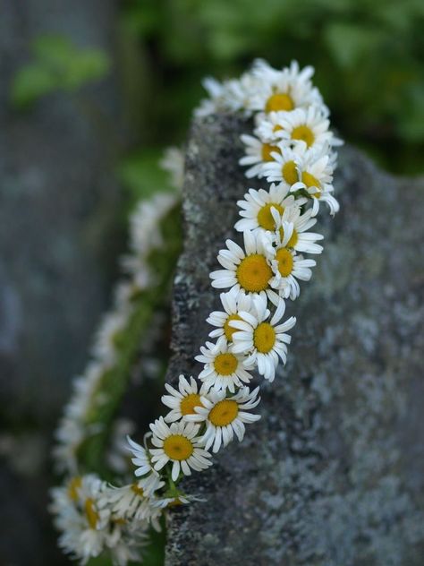 Daisy Flower Crown Wedding, Daisy Flower Crown, Daisy Crown, Grad Picture Ideas, Chains Aesthetic, Crown Aesthetic, Daisy Party, Daisy Wallpaper, Arts Ideas