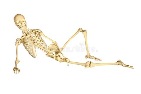 Human skeleton reclining. Full human skeleton reclining, isolation on white back , #SPONSORED, #reclining, #Full, #Human, #skeleton, #white #ad Skeleton Laying Down, Reclining Figure, Scroll Tattoos, Human Skeleton Anatomy, Skeleton Anatomy, Isometric Drawing, Human Leg, Skeletal System, Human Skeleton