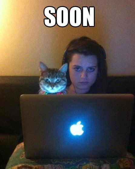 "Nothing scarier than a crazy woman and her cat. The guy that pissed her of is going to start smelling cat pee in his truck, then he'll have claw marks on his tires, then she'll send the cat the chew the brakes. Next thing you know, Mr. It's-not-you-it's-me is going to be flying off of a cliff an burning in a fiery crash!"<---- I AM LAUGHING SO HARD it sounds like she speaks from experience Funny Captions, Awkward Moments, Funny Animal Pictures, Crazy Cat Lady, Animal Memes, Crazy Cats, Cat Memes, Funny Images, A Cat