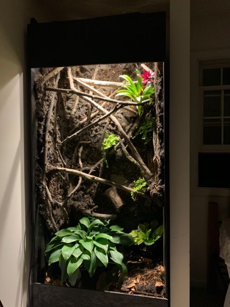 Enclosure For Columbian redtail boa. Great Enclosure for Arboreal species of Snakes and Lizards. Arboreal Snake Enclosure, Brazilian Rainbow Boa Enclosure, Boa Enclosure, Brazilian Rainbow Boa, Anime Snake, Snake Enclosure, Small Snakes, Pet Enclosure, Reptile Terrarium