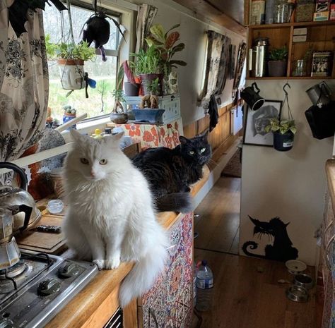 Narrowboat Aesthetic, Van Life With Cats, Vanlife Cat, Cats In Apartments, Van Life Cat, Vanlife Aesthetic, Apartment Cat, Van Hippie, Bus Life