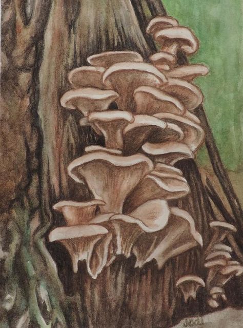 Mushroom On Tree Painting, Tree Mushrooms Drawing, Mushroom On Tree Drawing, Mushroom Botanical Illustration, Mushroom Mural, Log Drawing, Shroom Art, Mushroom Stuff, Journal Watercolor