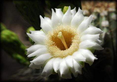 Saguaro Blossom Tattoo, Fine Line Saguaro Tattoo, Saguaro Flower Tattoo, Saguaro Bloom Tattoo, Saguaro Cactus Tattoo, Saguaro Cactus Flower Tattoo, Saguaro Cactus Blossom Tattoo, Arizona Flower, Saguaro Flower