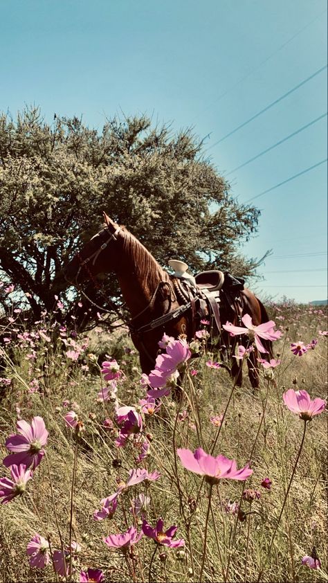 April Images, Cowboy Boots Women Outfits, Western Horses, Horse Flowers, Horse Aesthetic, All About Horses, Ranch Life, Western Horse, Cowboy Boots Women