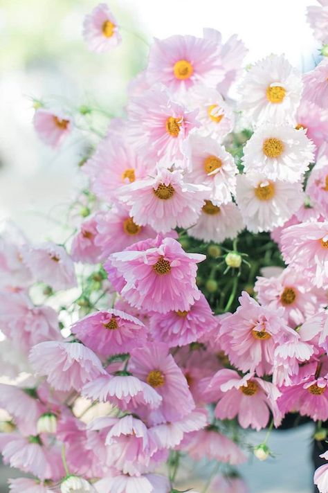 Cupcake Cosmos Flowers, Cupcake Blush Cosmos, Cosmos Cupcake Blush, Cosmos Varieties, Cosmo Flowers, Villa Astor, Teacup Flowers, Cosmos Bipinnatus, Soul Patch