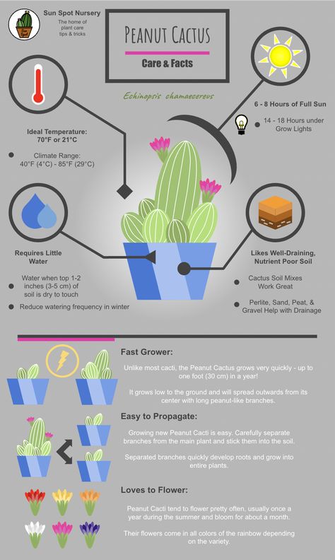 Cactus Growing Tips, Peanut Cactus Care, How To Take Care Of Cactus Plants, Cactus Care Tips Indoor, Moon Cactus Care, Cactus Care Indoor, Plant 101, Cactus Facts, Peanut Cactus