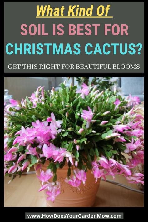 Best Soil For Christmas Cactus, How To Care For Christmas Cactus Plants, Xmas Cactus, Christmas Cactus Flower, Christmas Cactus Propagation, Christmas Cactus Care, Christmas Cactus Plant, Easter Cactus, Thanksgiving Cactus