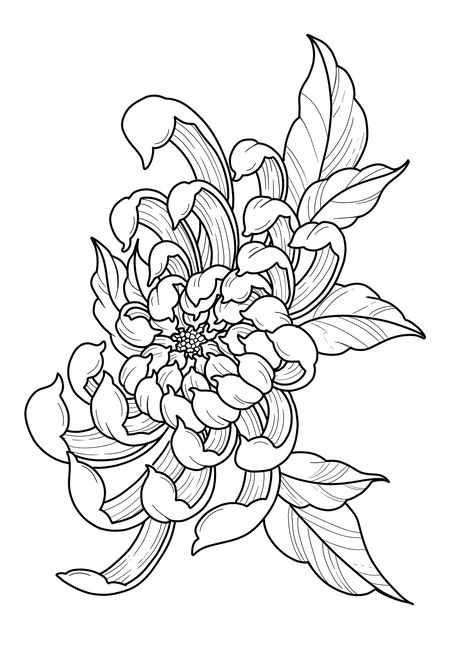 Crisantemo Tattoo, Drawing Of Flowers, Flor Tattoo, Peony Drawing, Japanese Flower Tattoo, Chrysanthemum Tattoo, White Drawing, Flower Sketches, Floral Drawing