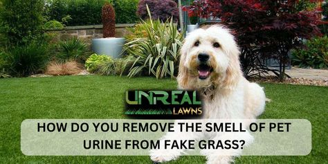 Want to get rid of the nasty smell of pet urine from artificial grass? You can rinse the artificial grass with some normal water and white vinegar. It will completely remove the smell and any stains leaving no trace of the pet urine on your lawn. Remove Urine Smell, Pet Urine Smell, Dog Pee Smell, Fake Lawn, Pee Smell, Urine Smells, Dog Urine, Faux Grass, Fake Grass