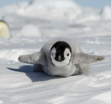 Emporer Penguin, Penguin Aesthetic, Penguin Photo, Penguin Awareness Day, Penguin Wallpaper, Penguin Parade, Penguin Baby, Penguin Love, Emperor Penguin