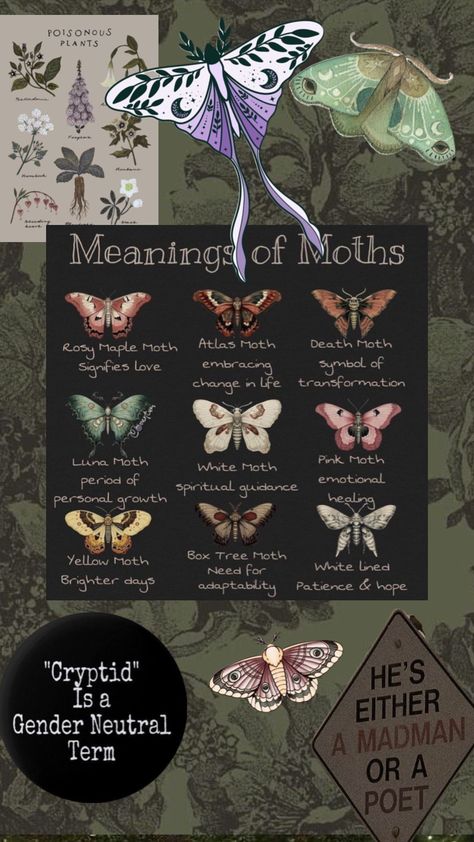 #moth #cryptidcore Moth Deity, Types Of Moths Meaning, The Moth Keeper, Mothcore Aesthetic, Bug Symbolism, Types Of Moth, Moth Reference, Moths Aesthetic, Moth Facts