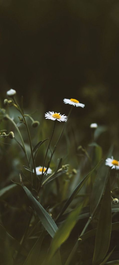 Dark Cottagecore Aesthetic, Cozy Summer, Flowery Wallpaper, Dark Cottagecore, Cool Wallpapers Art, Phone Wallpaper Images, Beautiful Nature Wallpaper, Nature Aesthetic, Sky Aesthetic