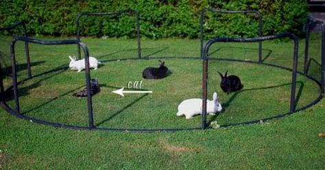 bunny ideas for bored bunnies | Rabbit pen, Trampoline ideas and Old trampoline on Pinterest Old Trampoline Ideas, Recycled Trampoline, Trampoline Ideas, Old Trampoline, Rabbit Pen, Rabbit Enclosure, Bunny Hutch, Chicken Pen, Best Trampoline