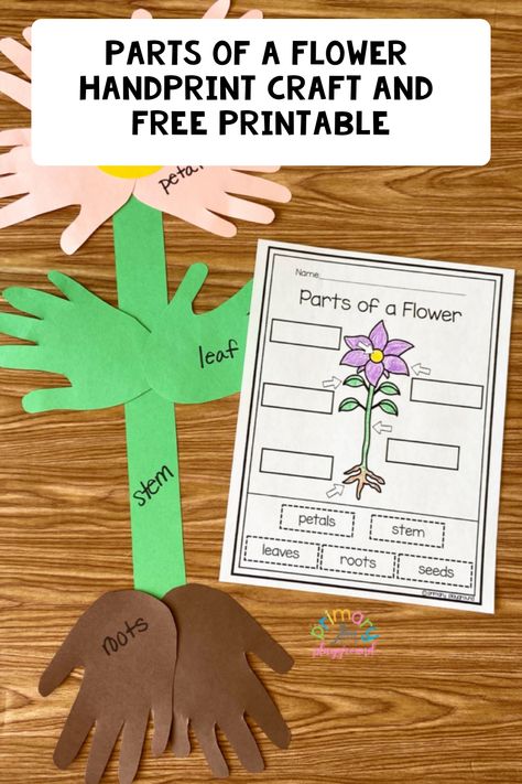 Need a fun craft for your bulletin board? We’ve got you covered with this Parts Of A Flower Handprint Craft to go along with your plant unit. Plant Life Cycle Craft, Life Cycles Preschool, Primary Playground, Flower Life Cycle, Rainbow In A Jar, Flower Handprint, Planting A Rainbow, Plants Kindergarten, Plants Classroom