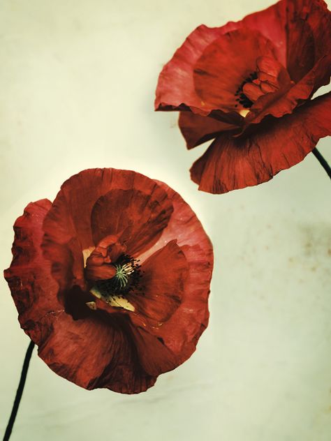 Photo Frida Edlund Poppy Red Poppy Aesthetic, Poppy Aesthetic Flower, Dried Poppies, Poppy Flower Aesthetic, Red Flowers Aesthetic, Poppy Aesthetic, Poppy Photography, Icelandic Poppies, Cute Name