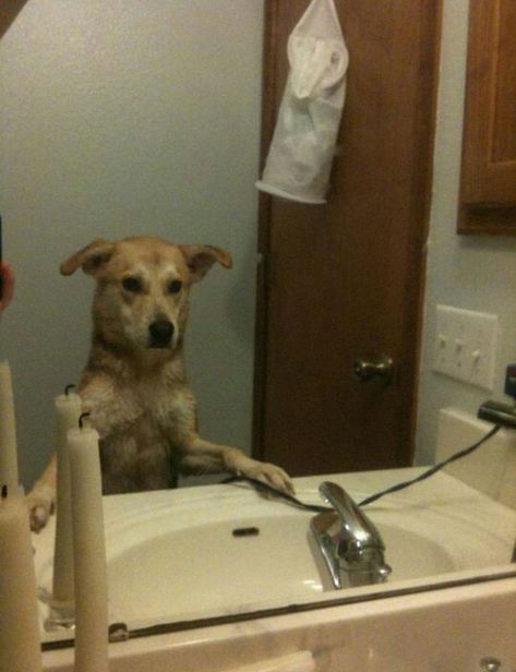 Happens After Ever Bath She Gets. She Goes To The Sink, Stands Up, Paws Down, And Looks At Herself In The Mirror. Dog Mirror Selfie Funny, Dog Standing Up, Dog Best Friend Quotes, Looking At Mirror, Cat And Dog Memes, Dog Best Friend, Foster Dog, Funny Dog Memes, Rare Animals