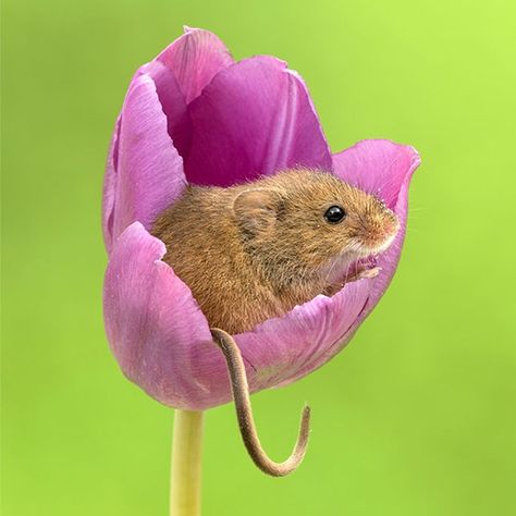 Super Cute Photos Capture the Pure Joy of Tiny Harvest Mice Playing in Tulips Harvest Mice, Harvest Mouse, Mouse Photos, Baby Animals Funny, Cute Mouse, Jolie Photo, Cute Animal Pictures, Hamsters, Sweet Animals