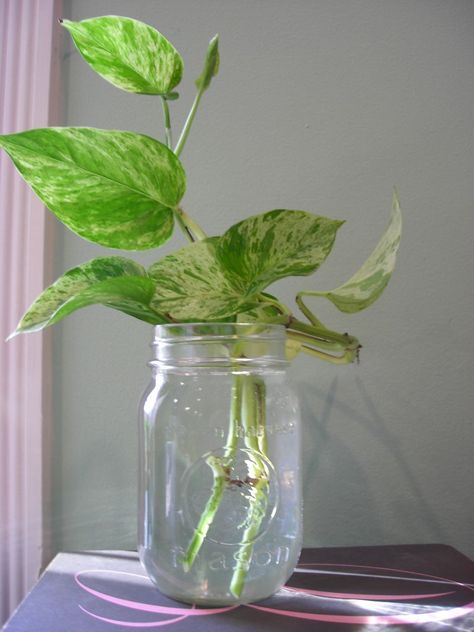 Plants In Vases, Money Plant Decor, Water Plants Indoor, Money Plants, Plants Grown In Water, Goldfish Plant, Green Money, Plants In Jars, Indoor Oasis