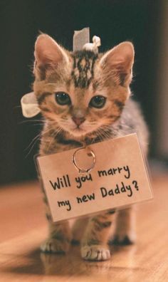 Kitten Proposal, Cat Proposal Ideas, Proposal With Puppy, Cat Proposing, Butterfly Proposal, Cat Proposal, Cat Wedding Ideas, Gf Proposal Ideas, Puppy Proposal