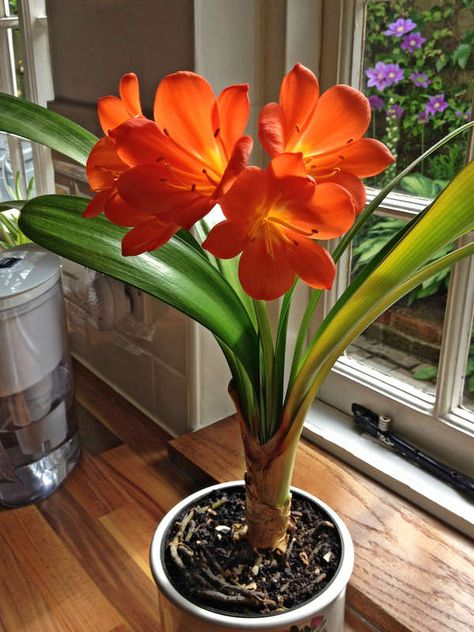 Kaffir Lily Flowering Houseplants | 20 Flowering Houseplants That Will Add Beauty to Your Home Hydrangea Varieties, Potted Geraniums, Indoor Flowering Plants, Fleur Orange, Flower Pot Design, Lily Plants, Easy Care Plants, Indoor Flowers, Flower Landscape