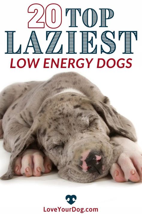 Low Energy Dogs, Lazy Dog Breeds, Healthiest Dog Breeds, Domesticated Animals, Mobile House, Rare Dogs, Dog Breeds List, Beautiful Dog Breeds, Big Dog Breeds