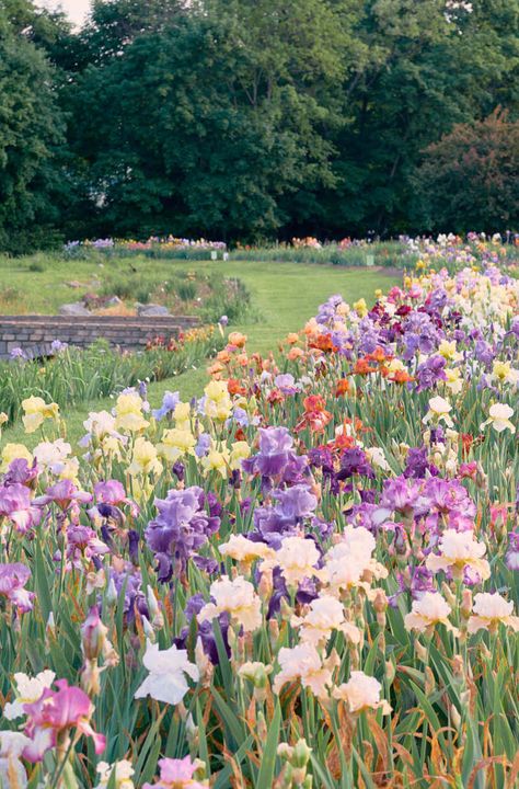 She's So Bright - A Walk Through the Iris Gardens Iris Field, Iris Flowers Garden, Iris Gardens, Cottagecore Garden, Flower Cottage, Iris Garden, Engagement Locations, Summer Nature, Memorial Day Weekend