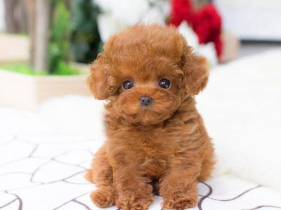 All Puppies For Sale - Teacup Dogs for Sale - Teacup Pomsky, Pom, Poodle Micro Teacup Poodle, Micro Poodle, Small Cute Puppies, Teacup Poodles For Sale, Micro Teacup Puppies, Teacup Poodle Puppies, Teacup Poodle, Cute Teacup Puppies, Poodle Puppies For Sale