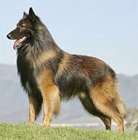 Tervuren Shepherd, Tervuren Dog, Belgian Dog, Guard Dog Training, Berger Malinois, Shepard Dog, Belgian Tervuren, Belgian Sheepdog, Dna Testing