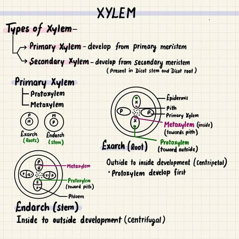 Anatomy of flowering plants Notes Plant Anatomy Notes, Anatomy Of Flowering Plants Notes, Anatomy Of Flowering Plants, Redox Reactions, Plant Notes, Learning Stories, Study Flashcards, Biology Lessons, Class 9