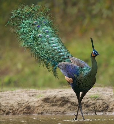 Peacock Colours, Pet Birds Parrots, Peacock Images, Beautiful Bathing Suits, Peacock Colors, Underwater Animals, Northeast India, Peacock Painting, Most Beautiful Birds