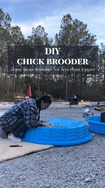 Save yourself time and money by building this simple DIY chick brooder! All you need is two kiddie pools! Kiddie Pool Brooder, Kiddie Pool Chicken Brooder, Diy Chick Brooder Boxes, Brooders For Chicks Easy Diy, Diy Brooder Box Baby Chicks, Duckling Brooder Ideas, Outdoor Brooder, Diy Brooder Box Ideas, Chicken Brooder Box Diy